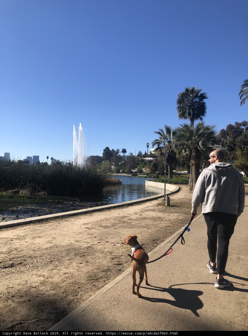 A Man and His Canine Companion Stroll through Echo Park Lake