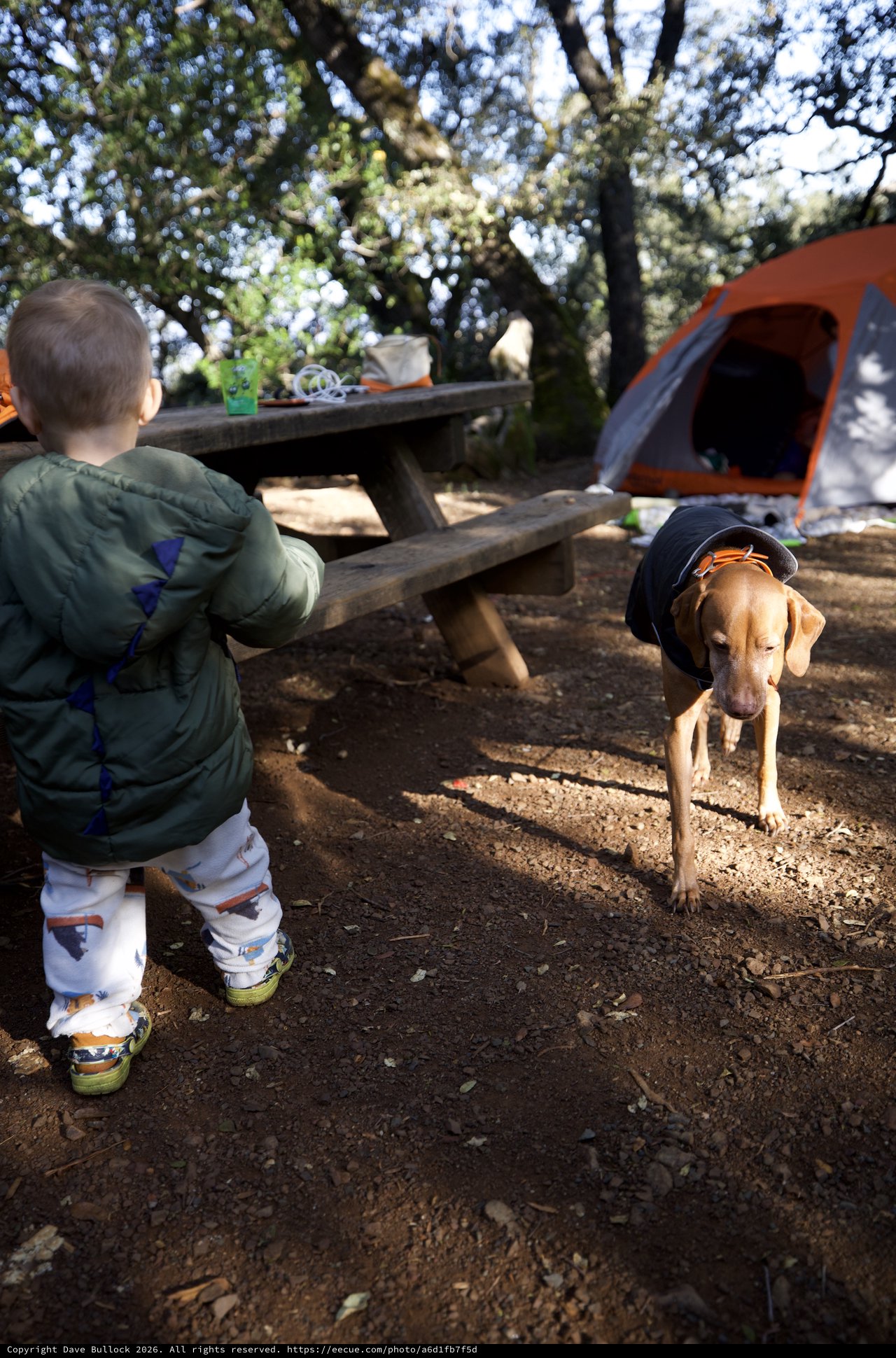 Toddler and Dog Explore Family Campsite Together