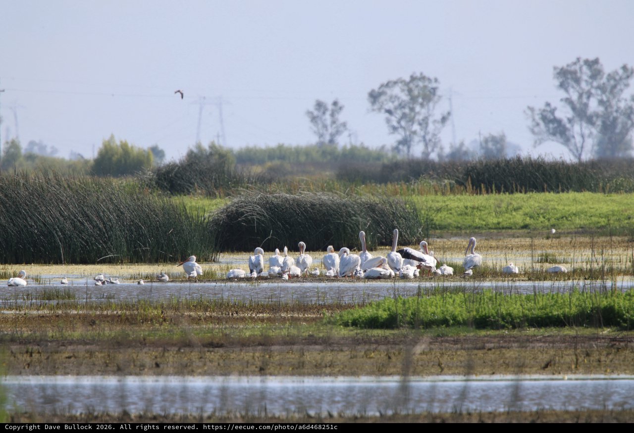 White Pelicans Gathering at Wetland Sanctuary