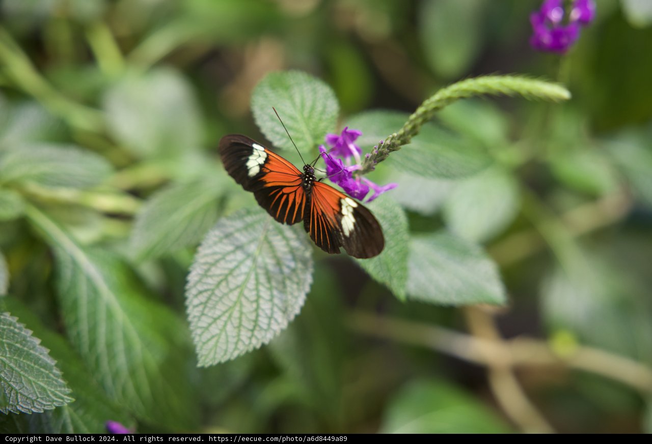 Monarch Majesty in Spring Bloom