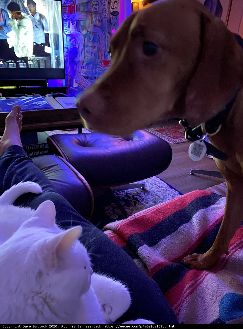 Furry Friends Enjoy Movie Night