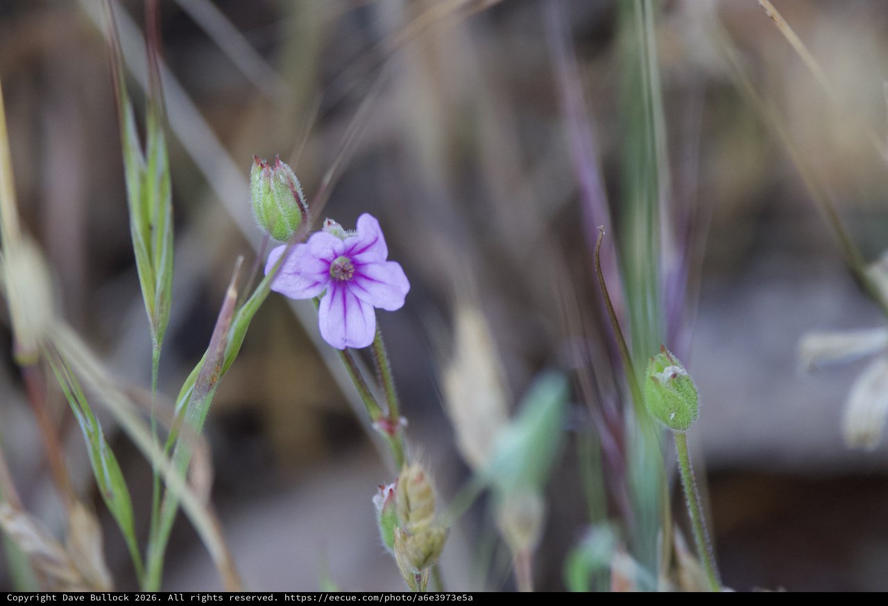Delicate Purple Wildflower Blooms Among Dry Grasses
