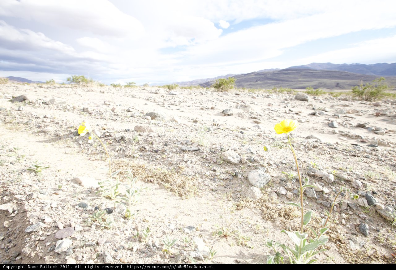 Lone Yellow Daisy in the Desert