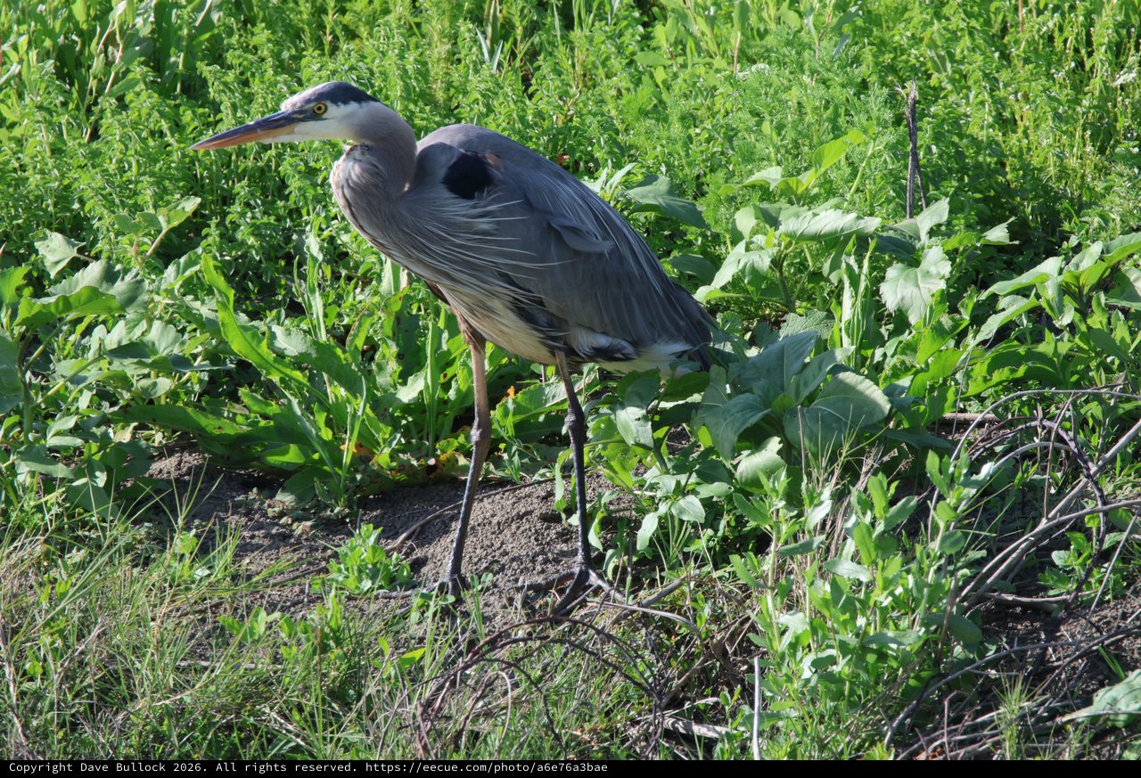 Great Blue Heron Foraging in Wetland Vegetation