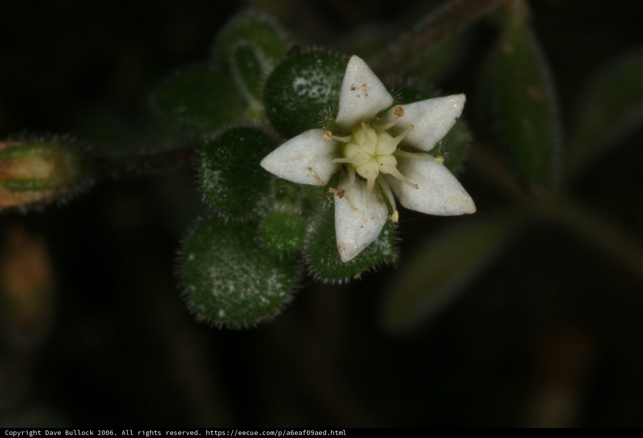 Delicate White Flower in Huntington Gardens