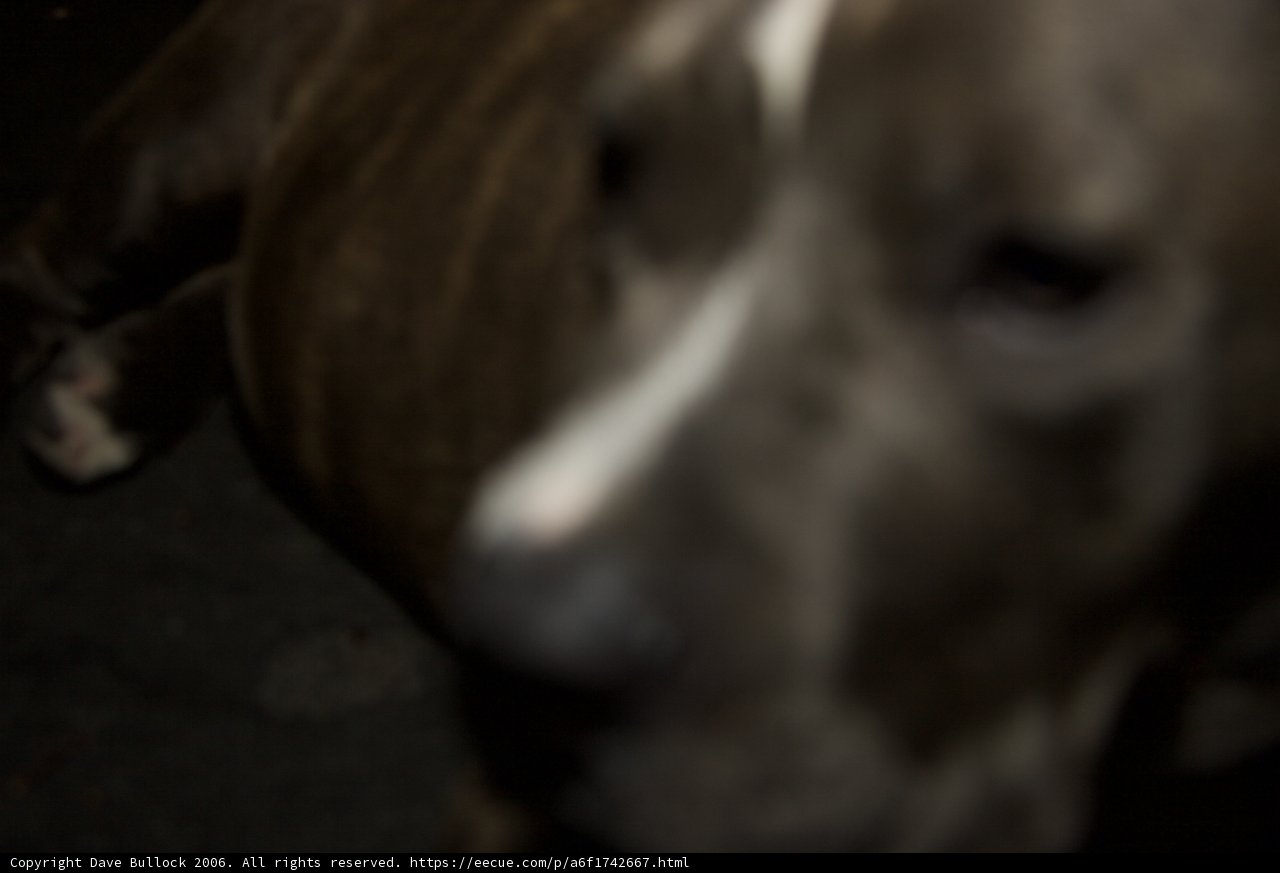 The Pitbull's Perceptive Gaze