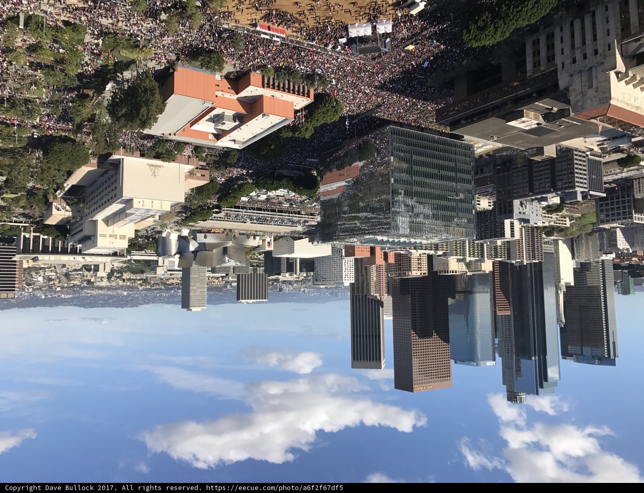 Skyline of the Urban Jungle