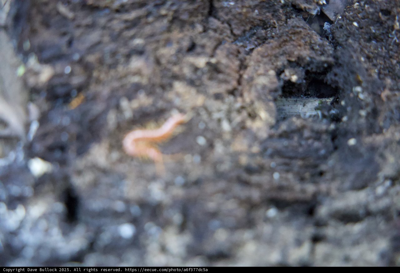 Hidden Life Beneath