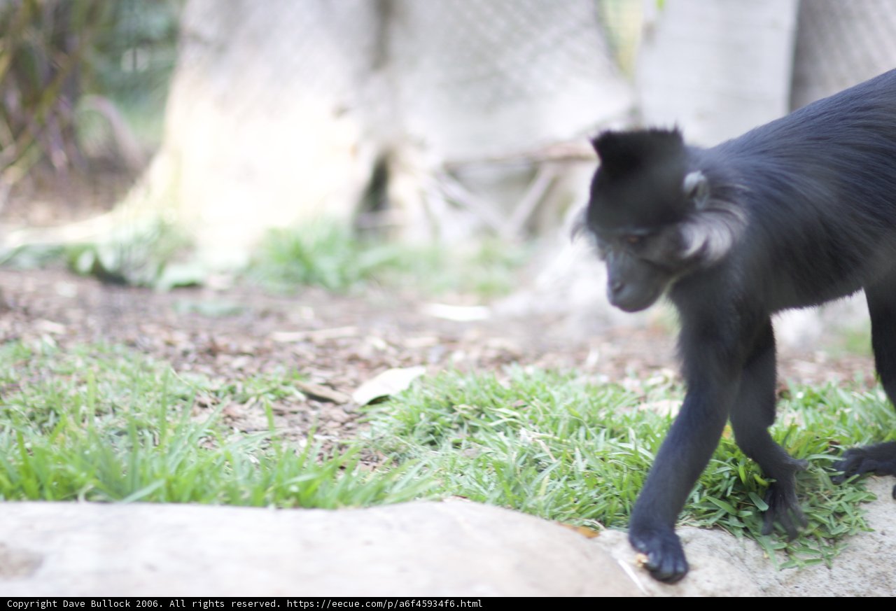 The Graceful Black Monkey