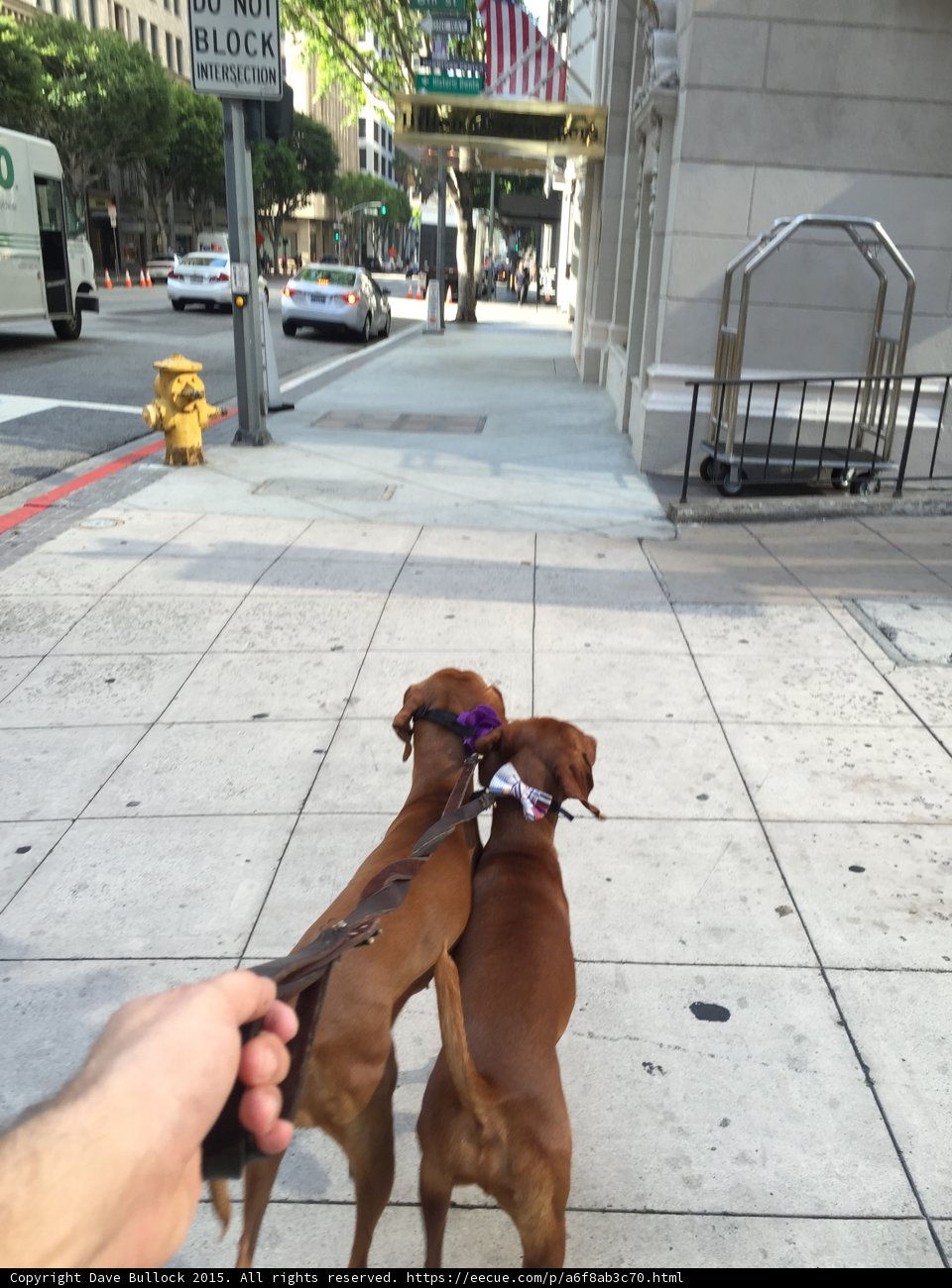 Two Dogs Take a Stroll