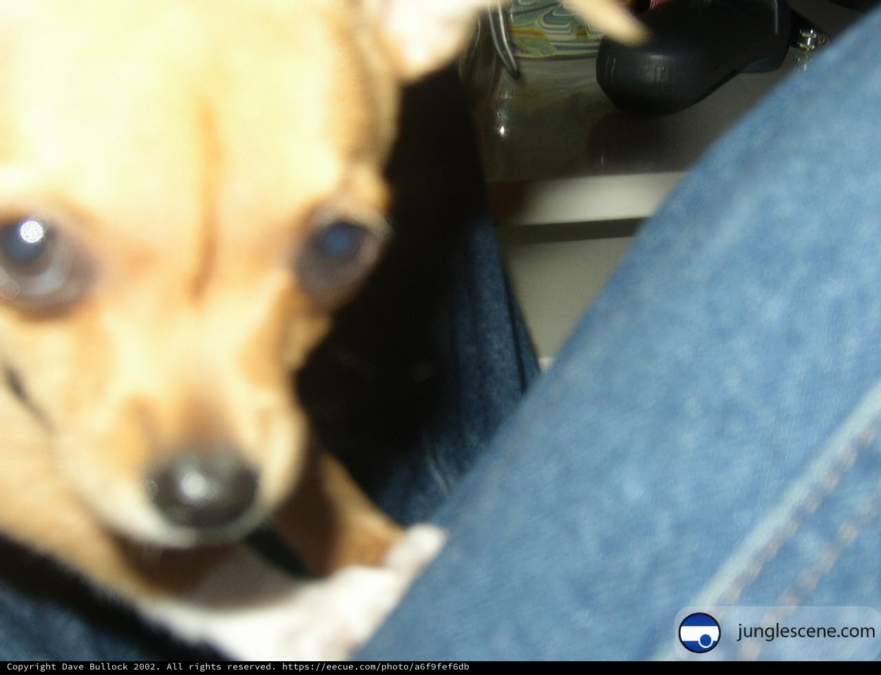 Cute Chihuahua in Pants
