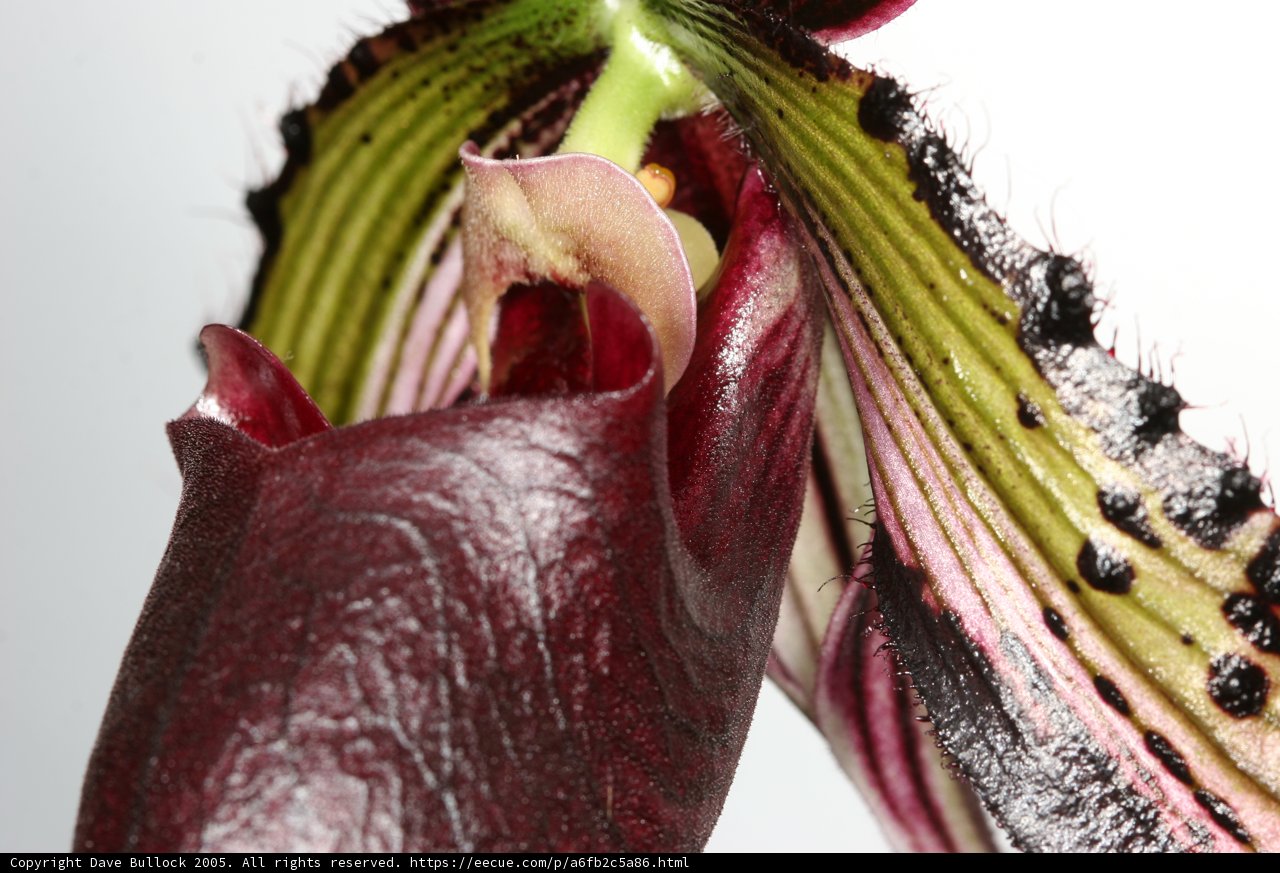 Captivating Close-Up of a Flower's Long Stem