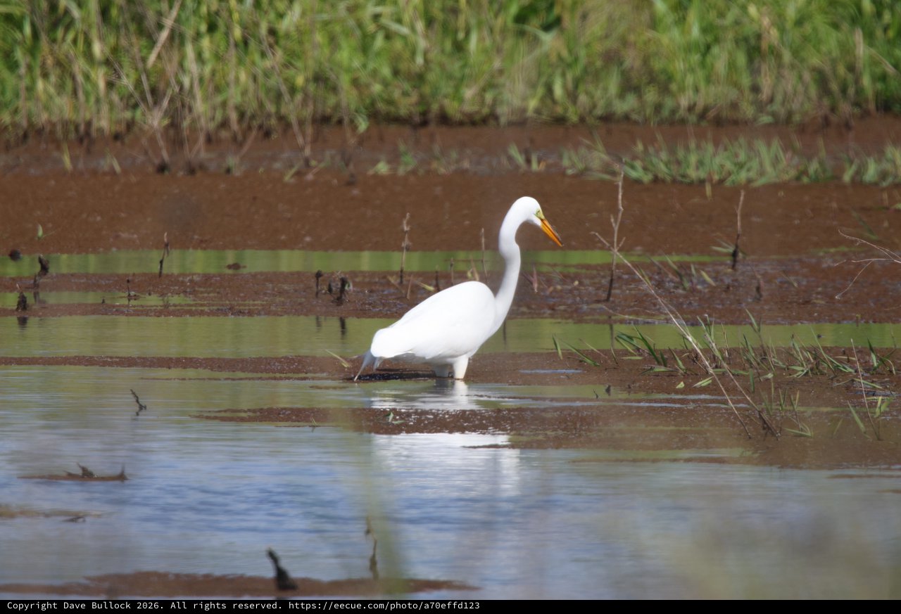 Great Egret Foraging in Shallow Wetland Waters