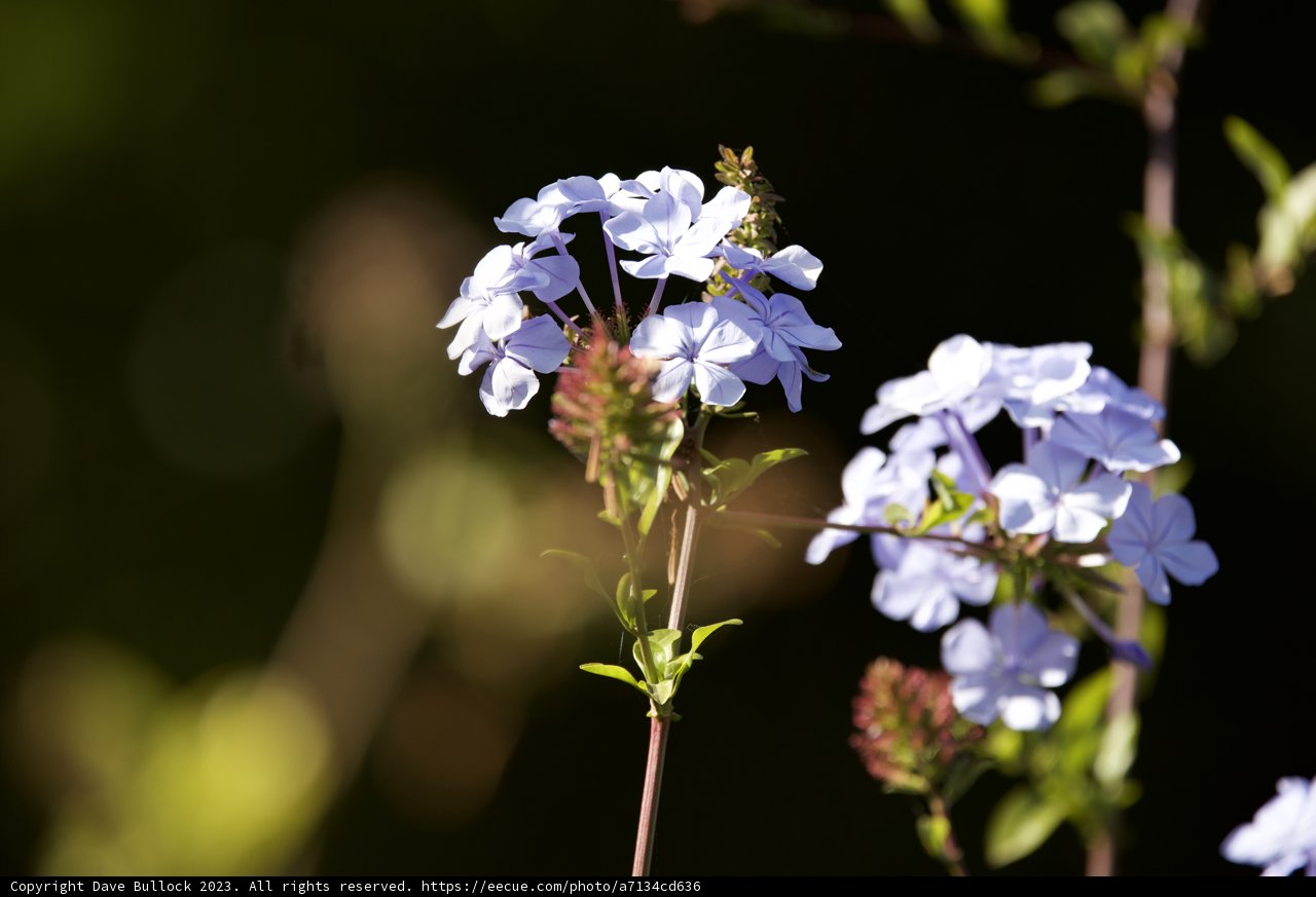 The Pollinator's Palette