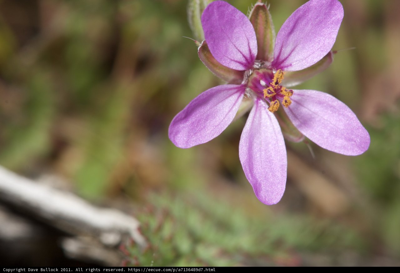 Purple Geranium Blossom