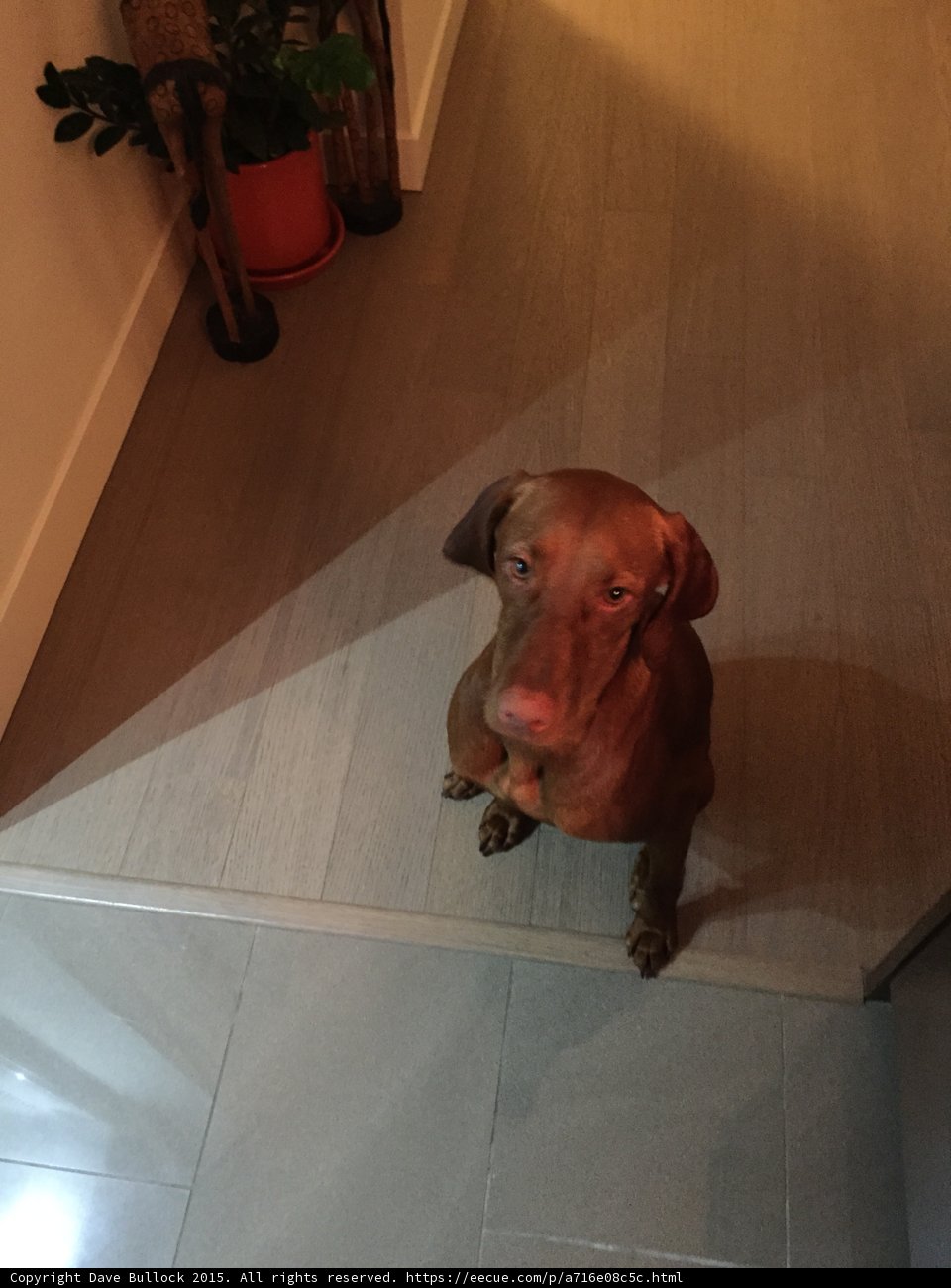 Vizsla Looking Up