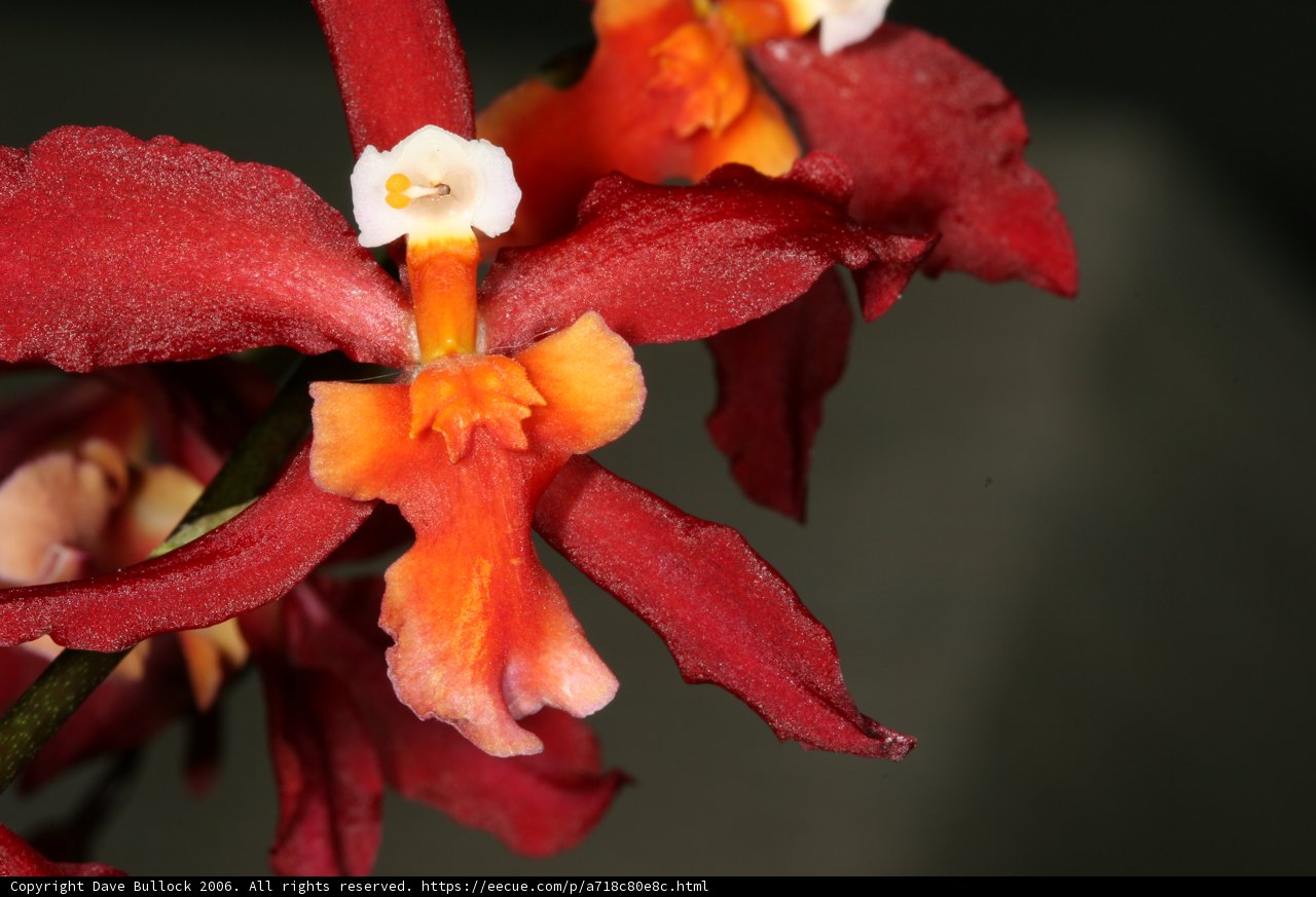 Fiery Blossom