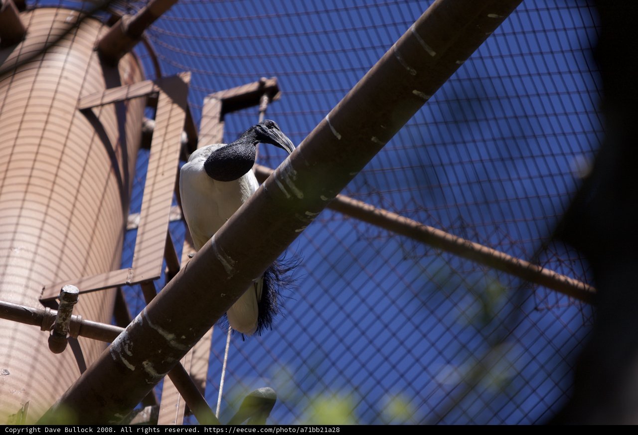 Bird on a Metal Pole