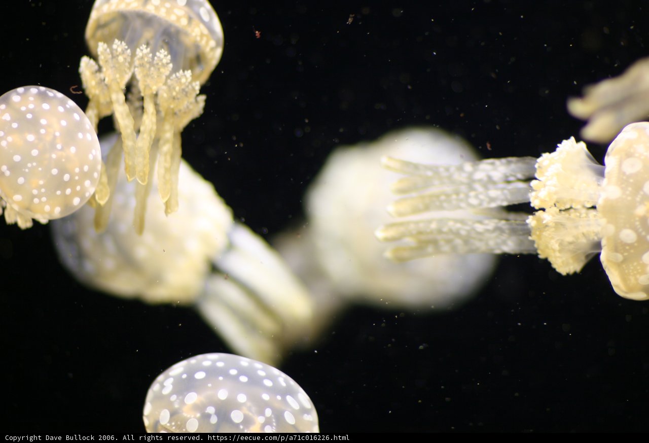 Sea Life Underwater Extravaganza