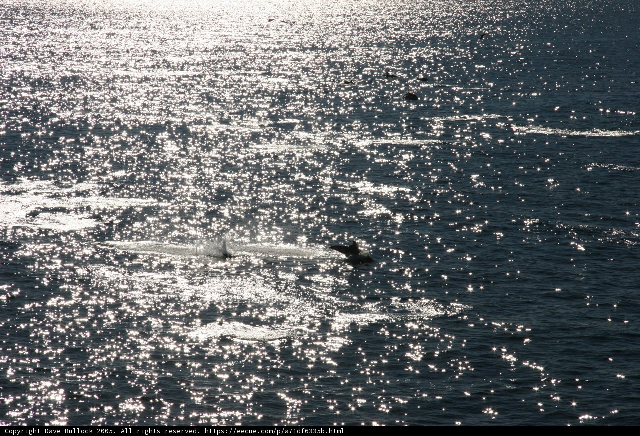 Sun-kissed Dolphin in the Open Sea