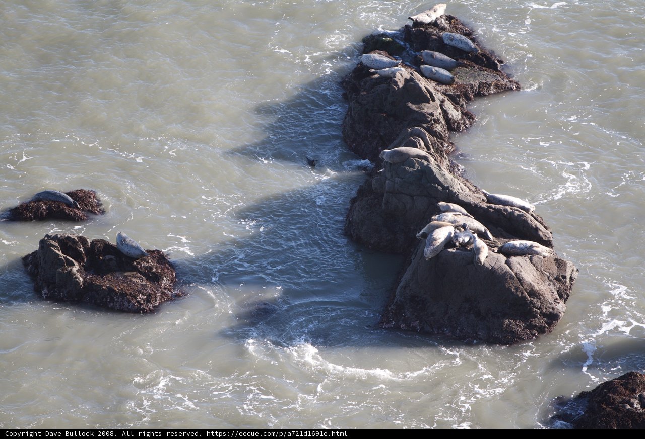 Rocky Habitat for Sea Mammals