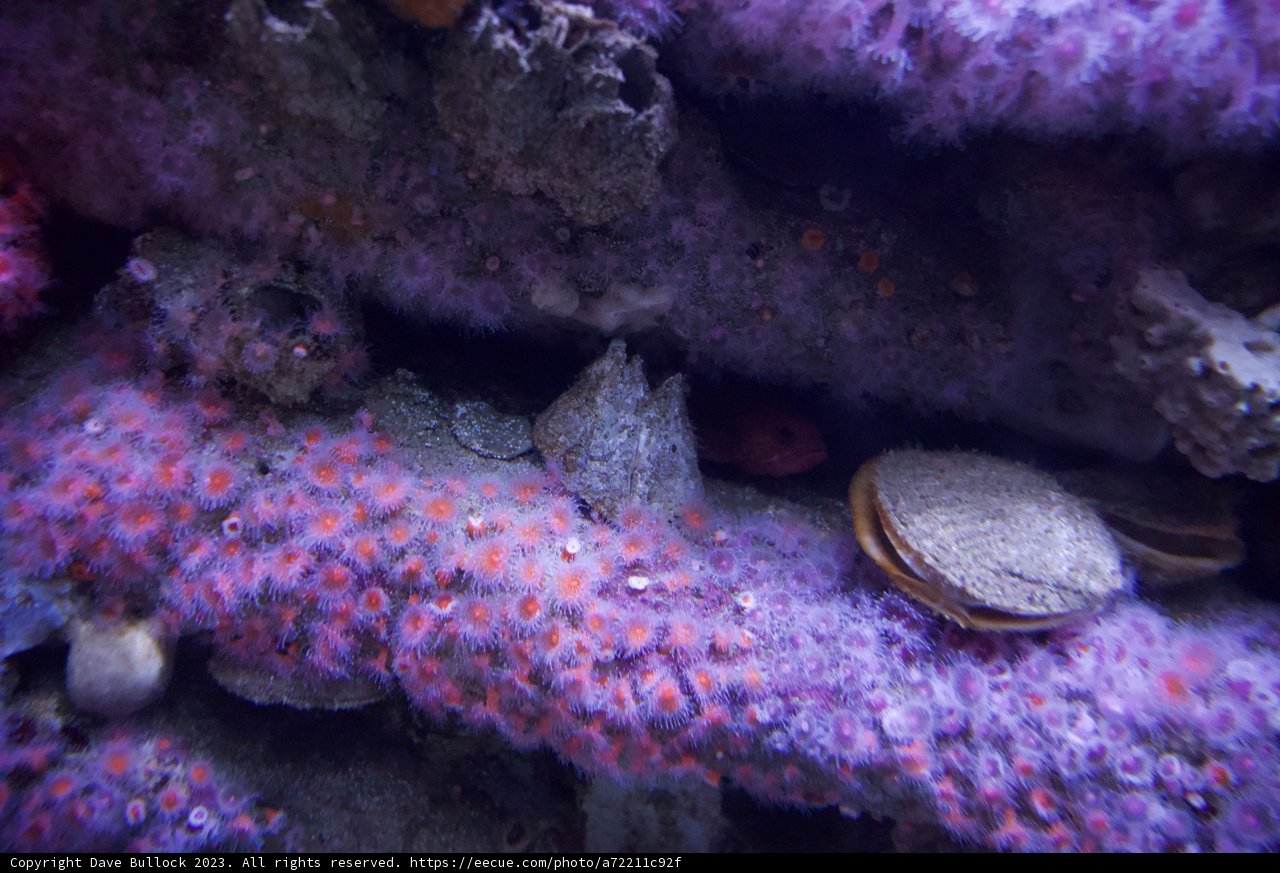 A Brushstroke of Underwater Life - Monterey Bay 2023