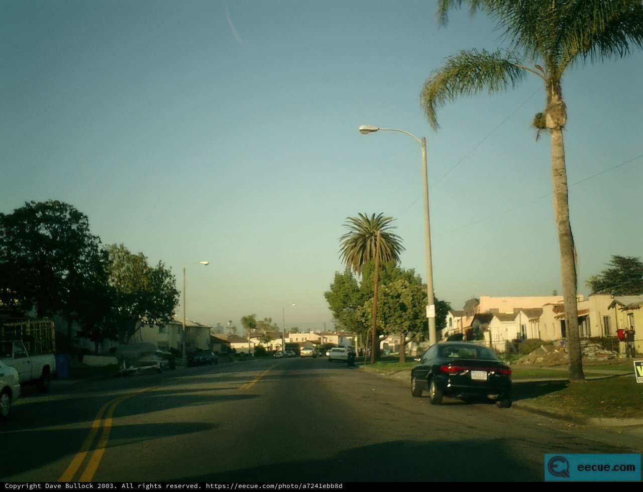 Tree-Lined Street in the City