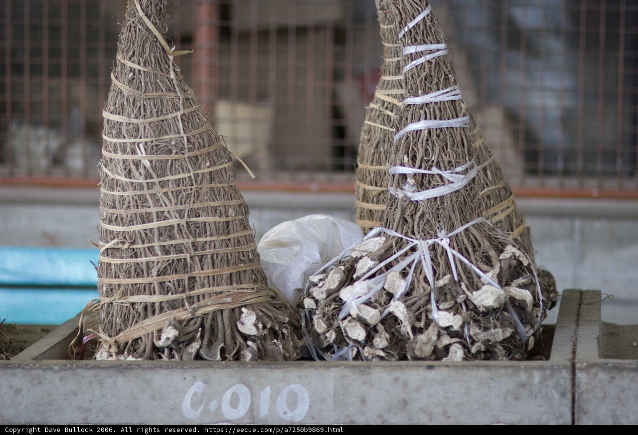 Abundance of Shells