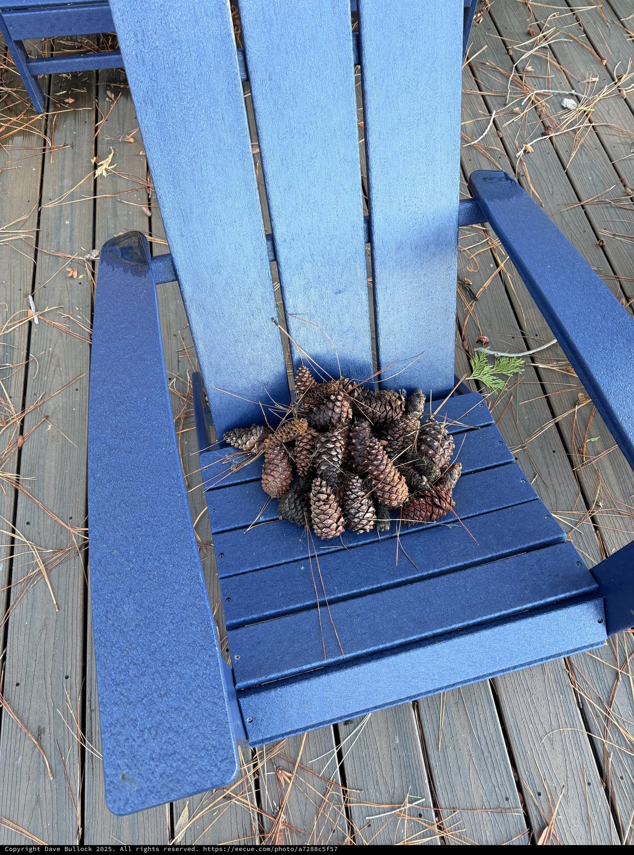 Pine Cones Collected on Blue Adirondack Chair