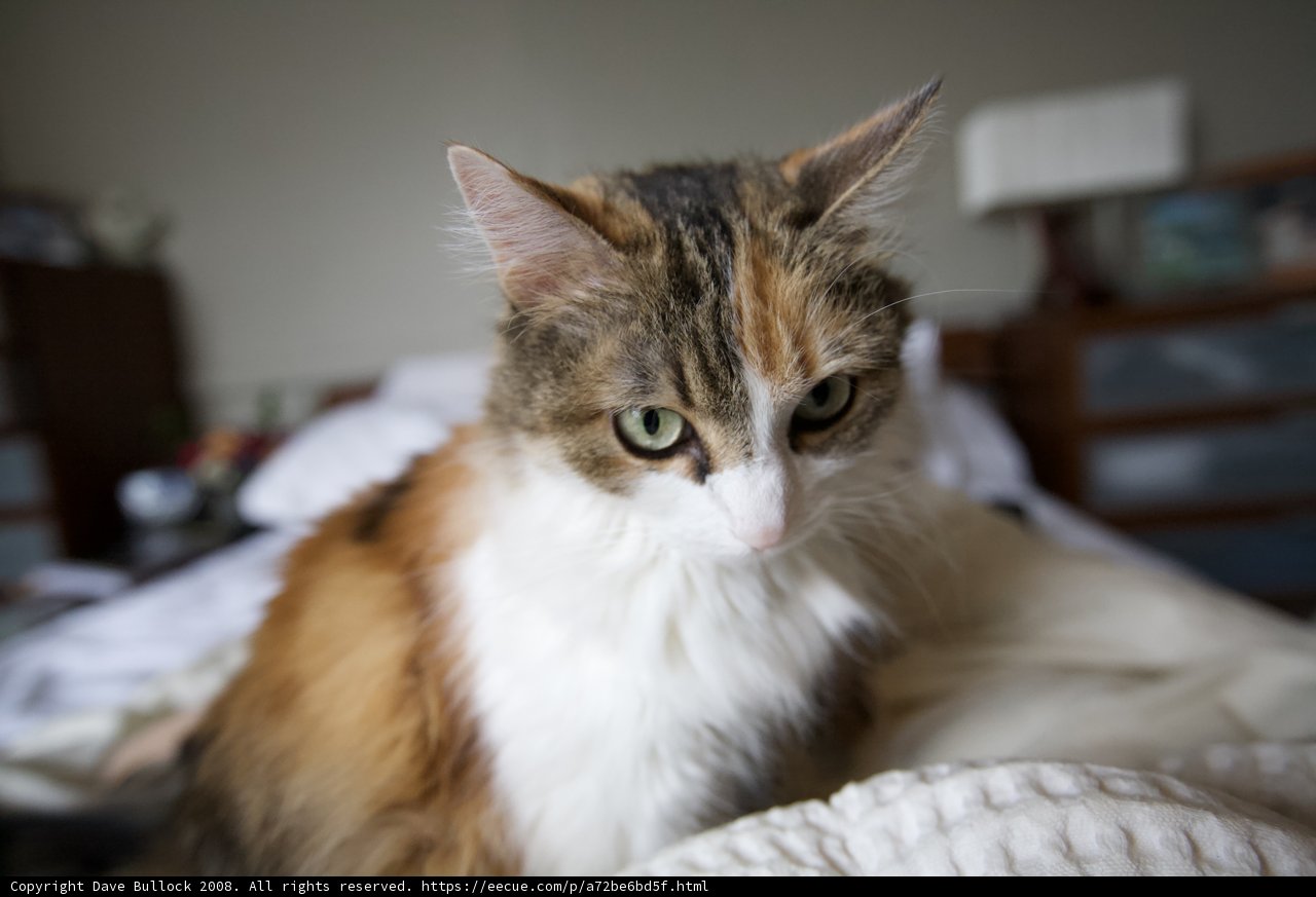 Feline Lounging