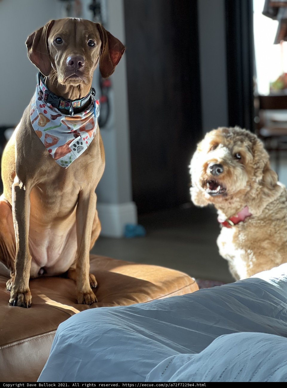 A Canine's Comfort Zone