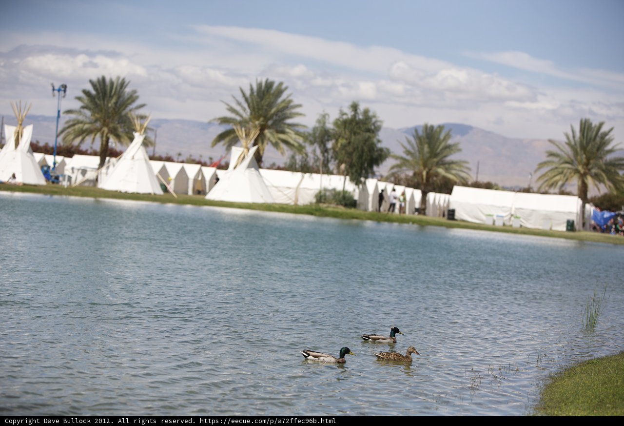 Ducks and Tents by the Lake