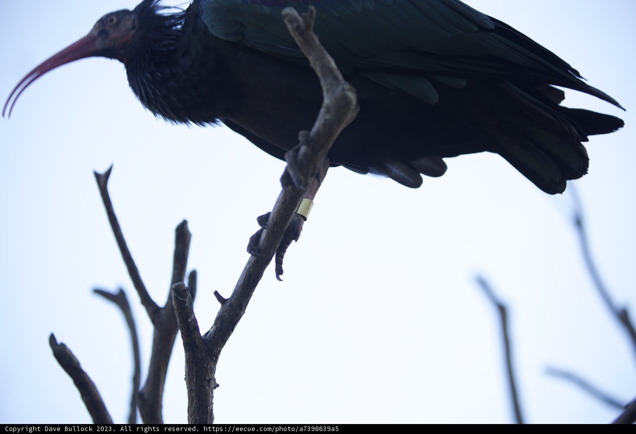 Perched Majesty
