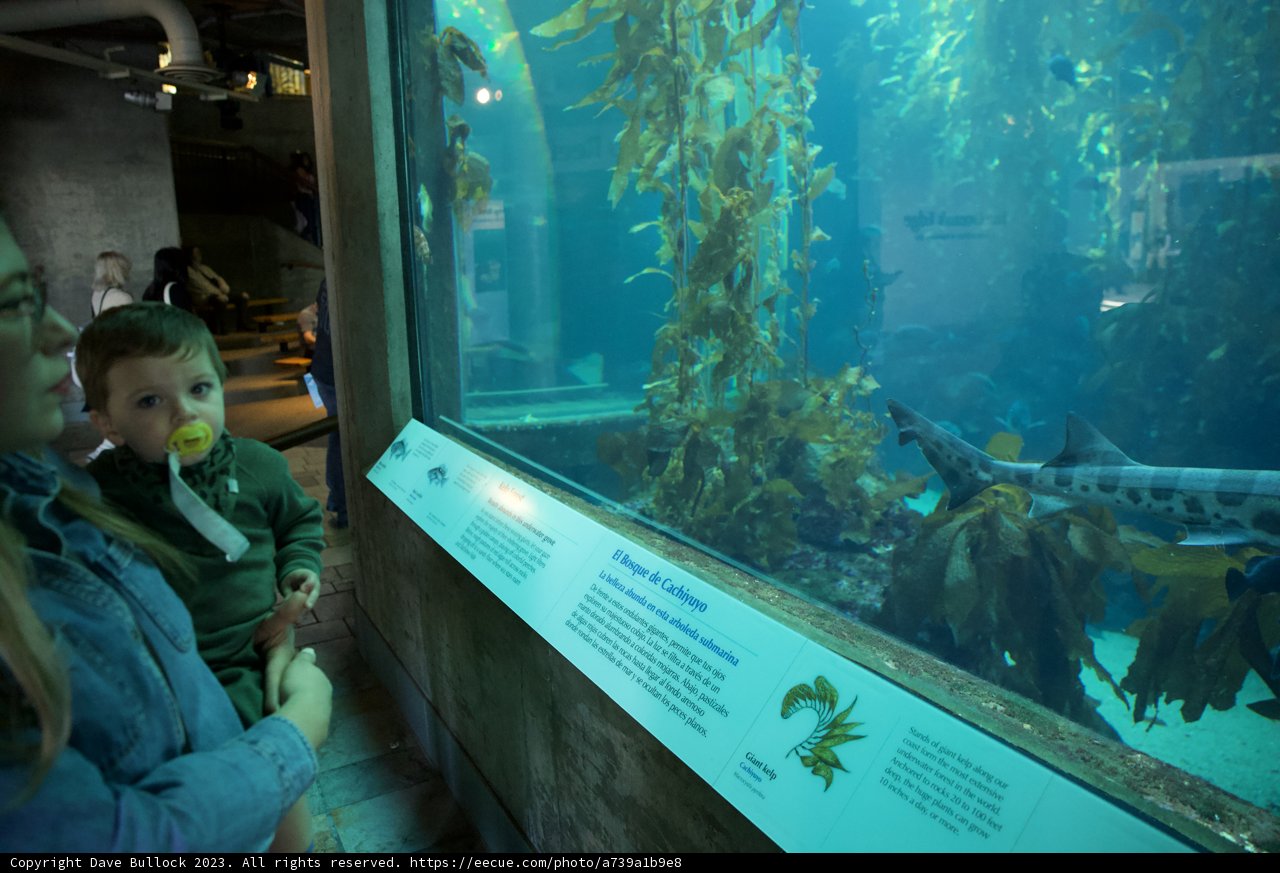 Captivating Depths of Monterey Bay Aquarium