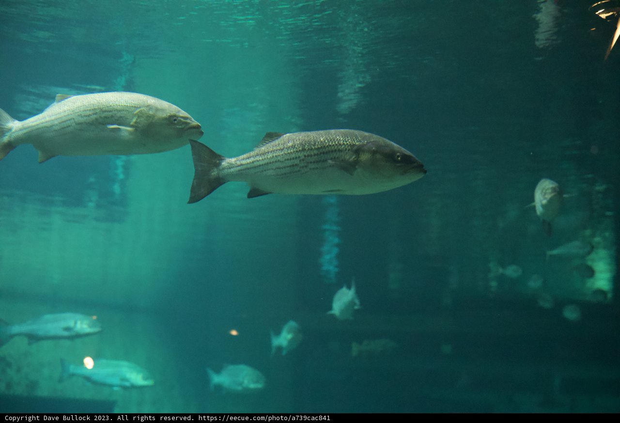 Aquatic Ballet: Monterey Bay Marvels