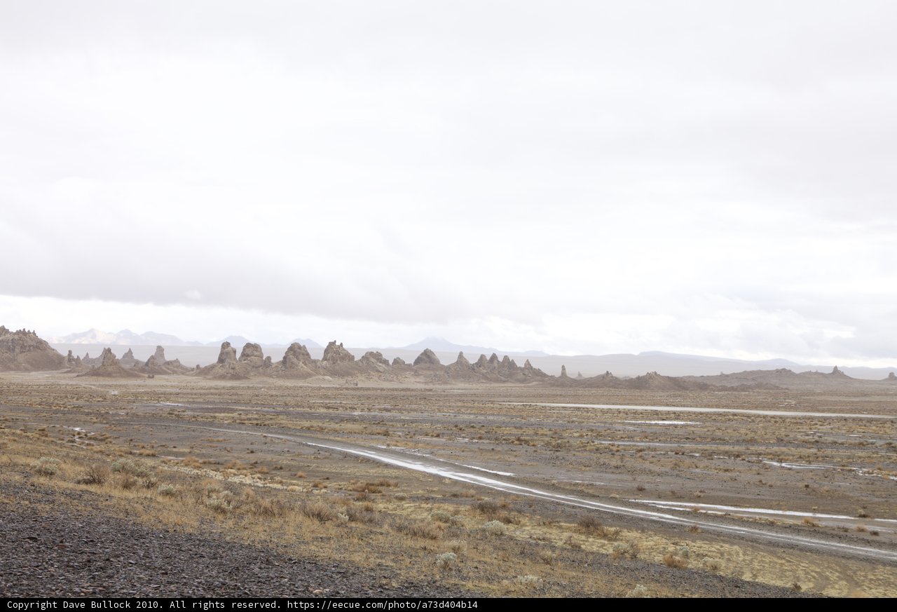Lone Cow in Barren Field
