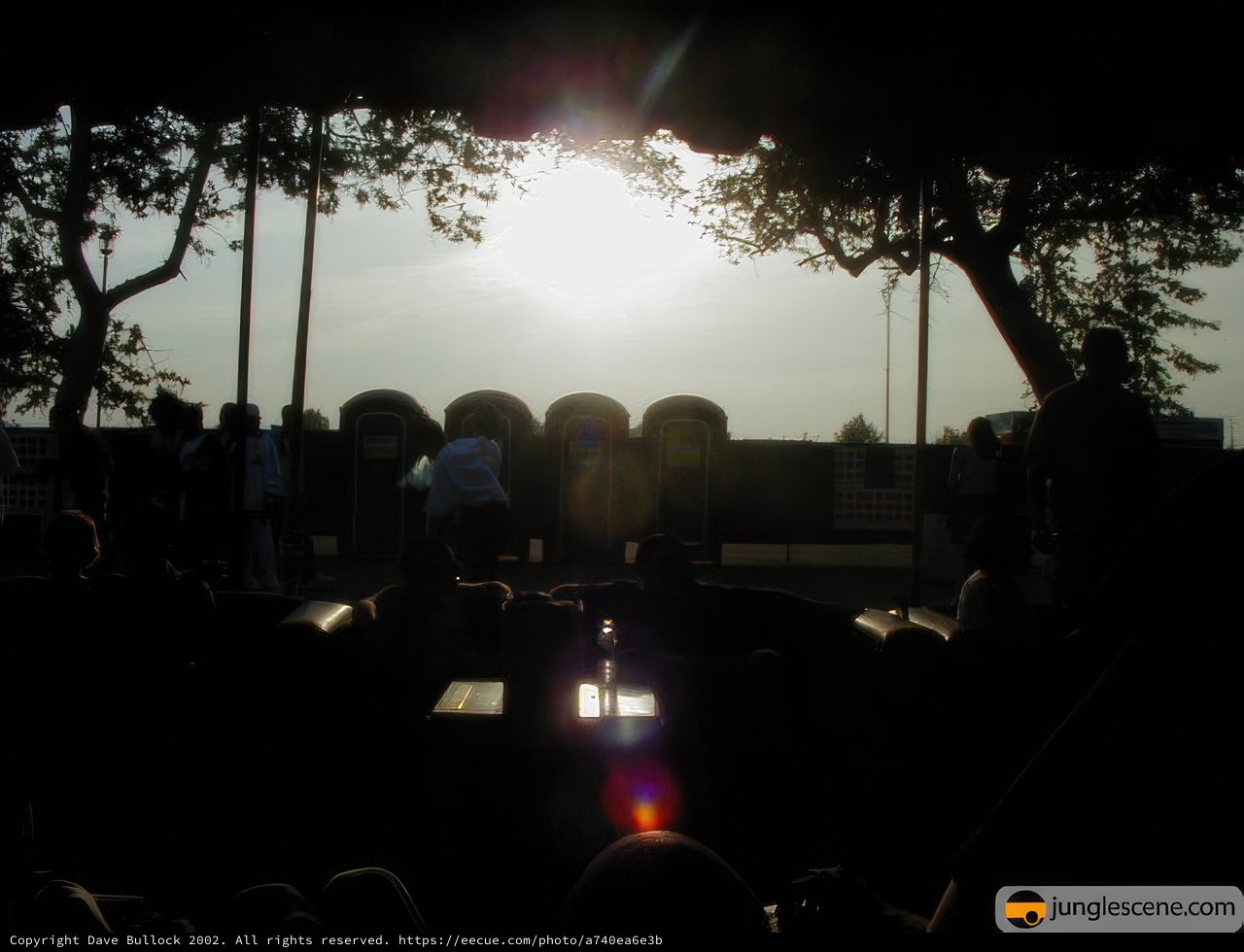 Under the Sunset Tree