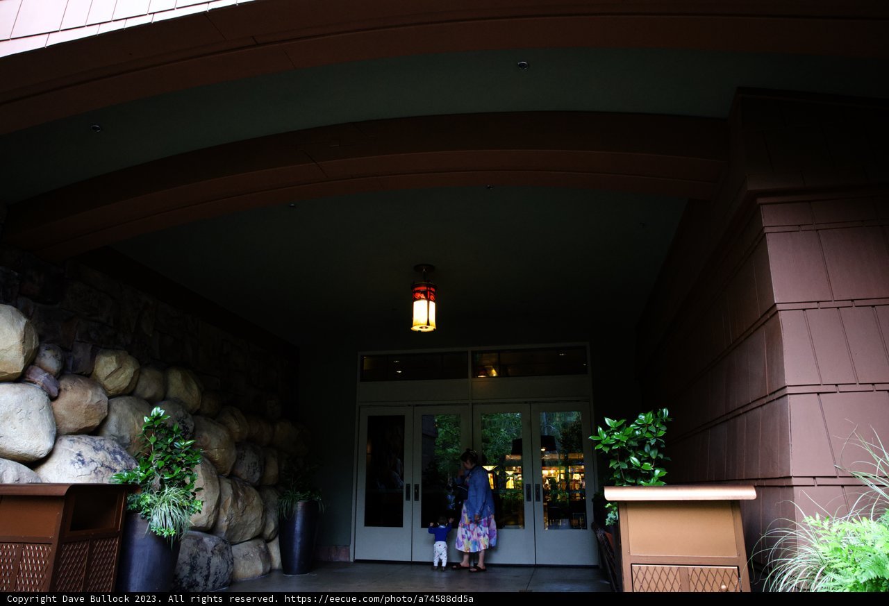 A Charming Hotel Arrival with Furry Friend