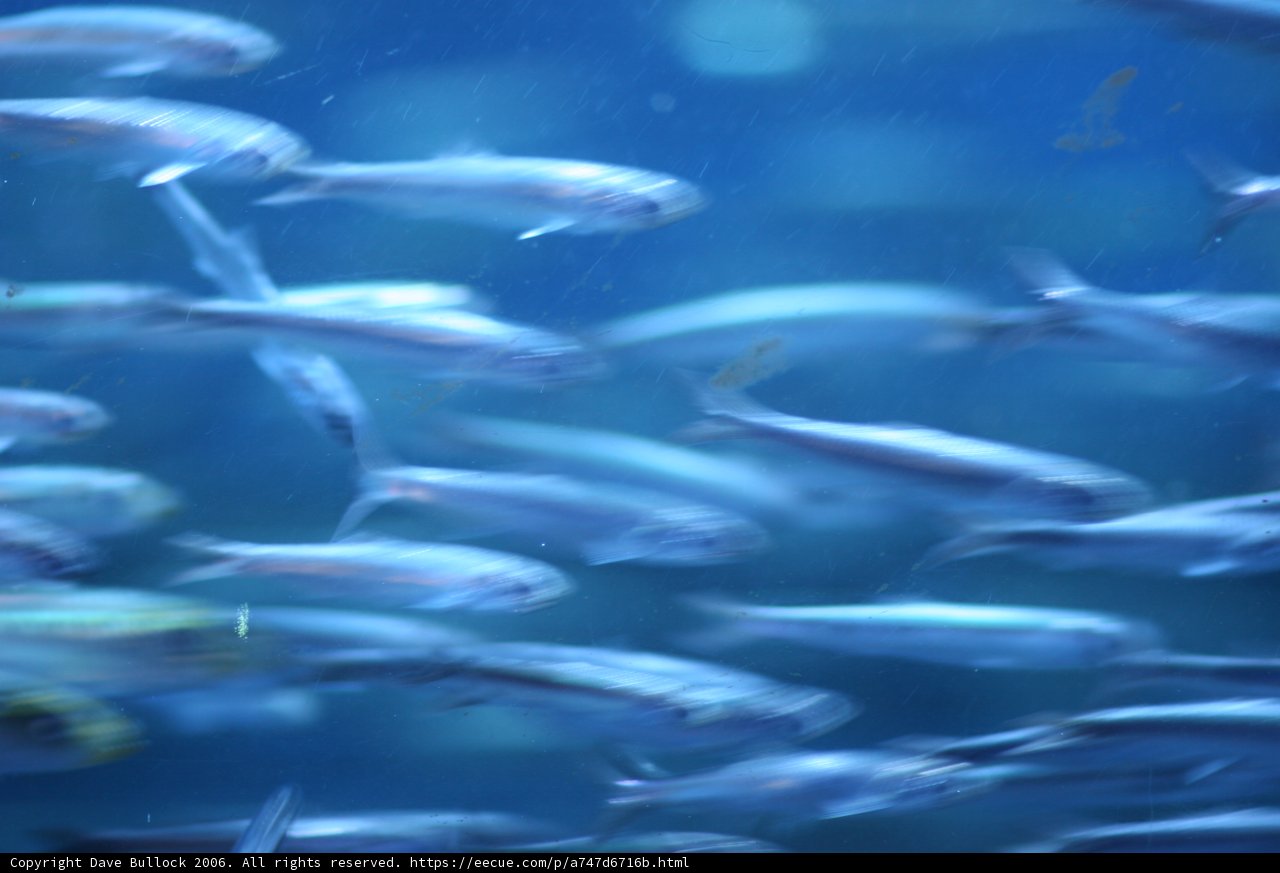School of Herring and Sardines