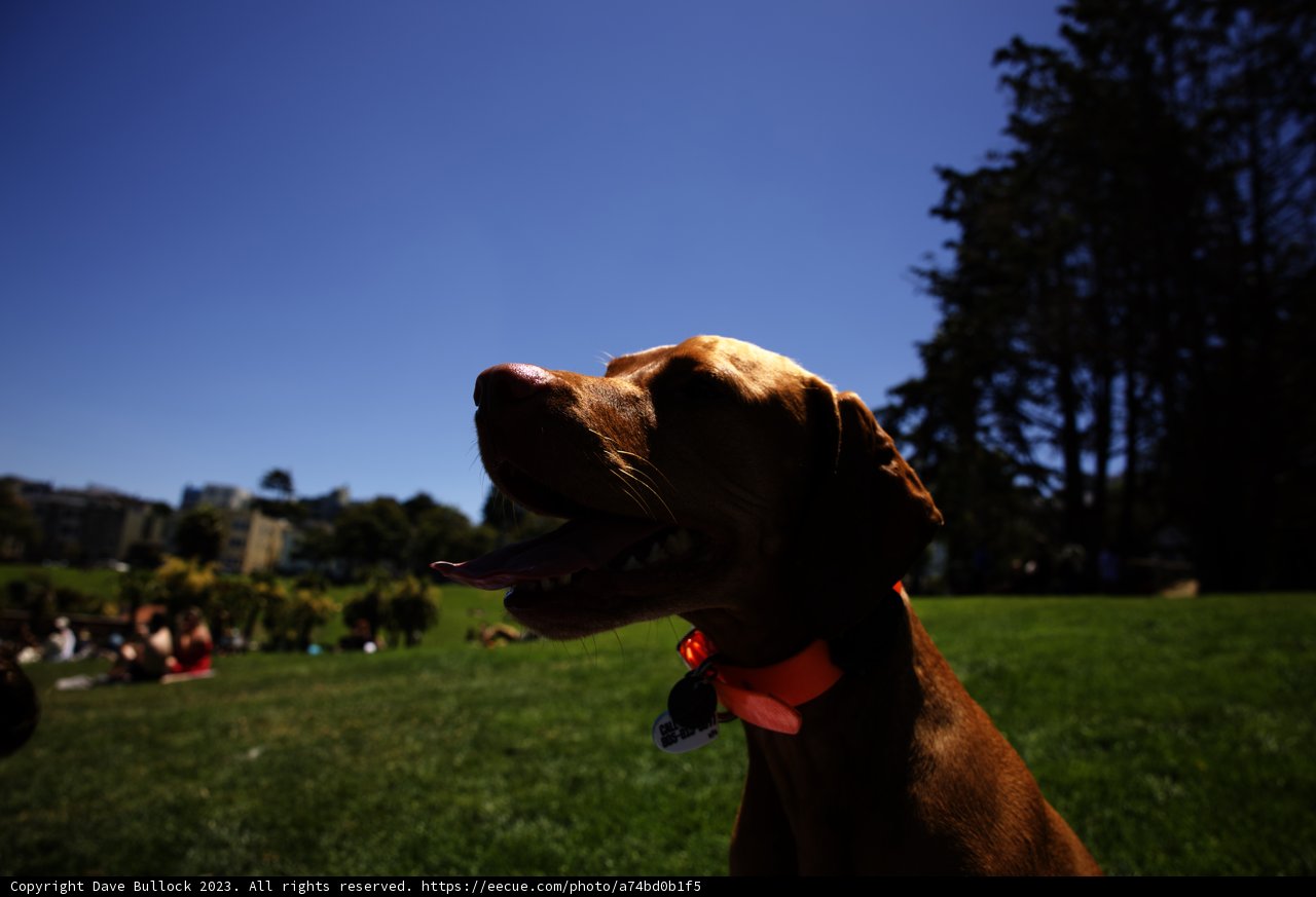 Summer Canine Glee at Delores Park