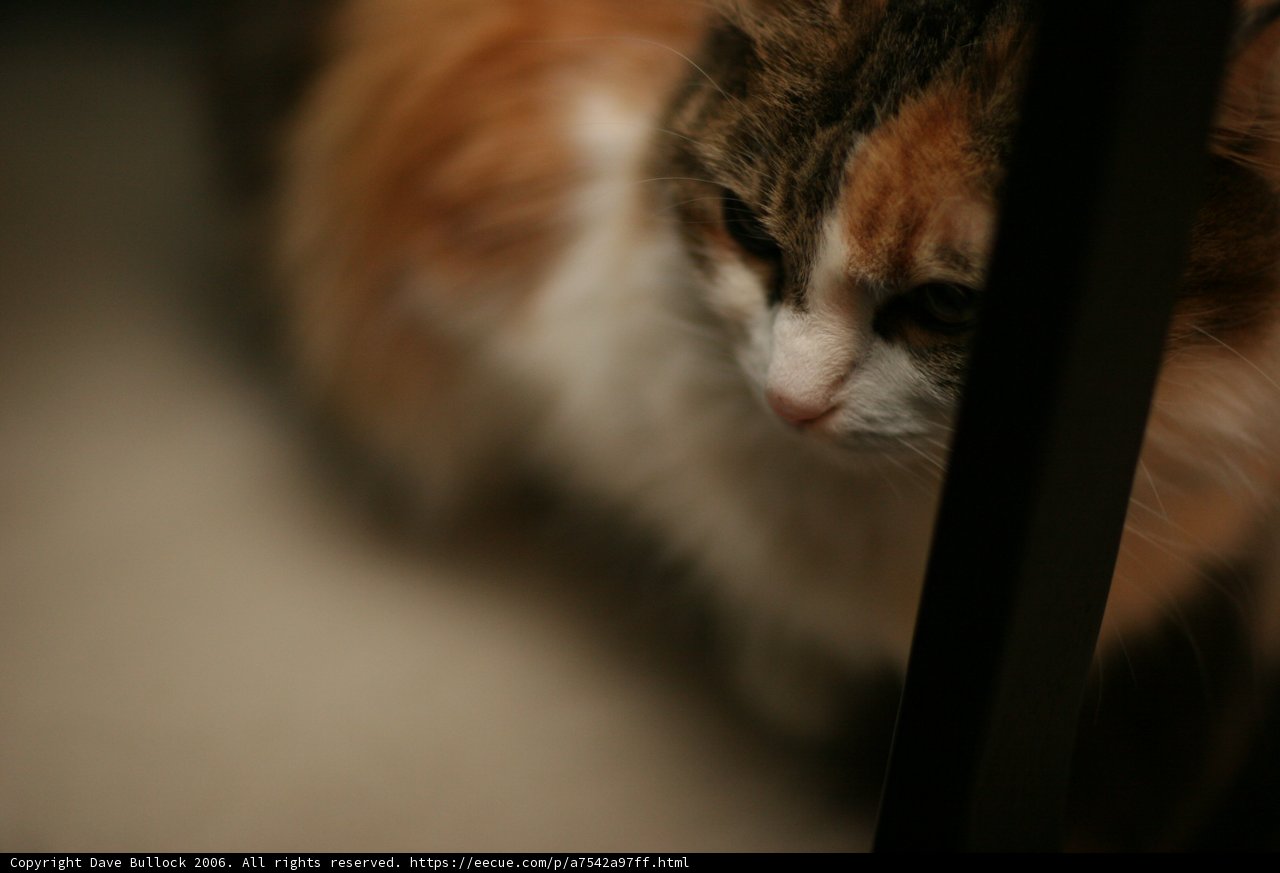 Purrfect Pose
