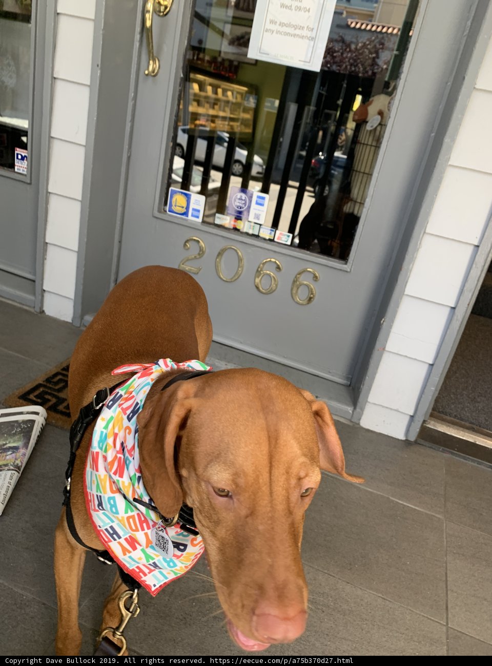 Colorful Bandana Wearing Vizsla