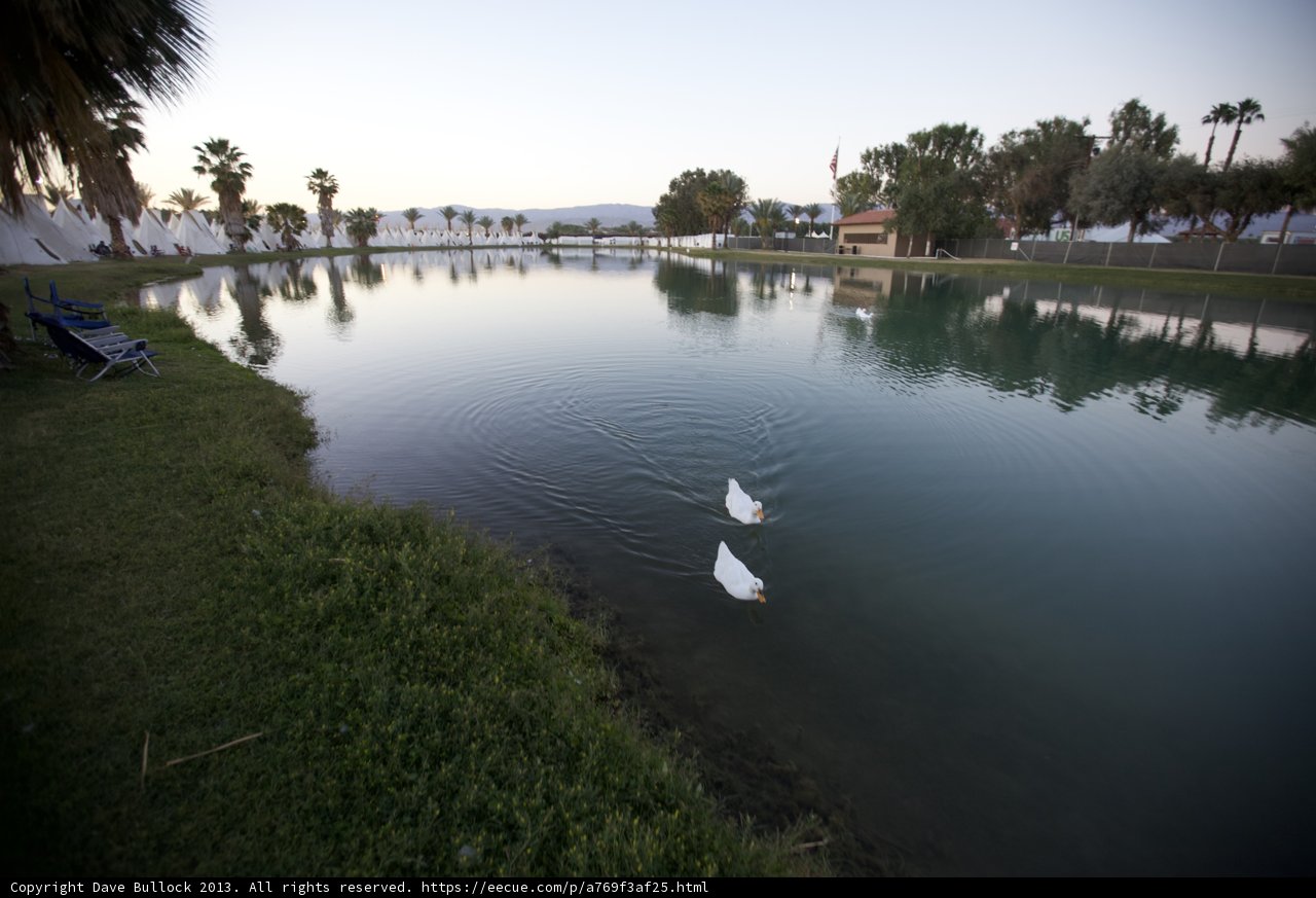Serene Swans at Empire Polo Club