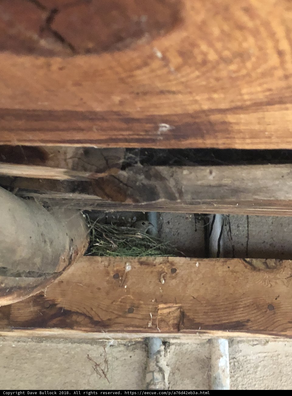 Termites in the Home