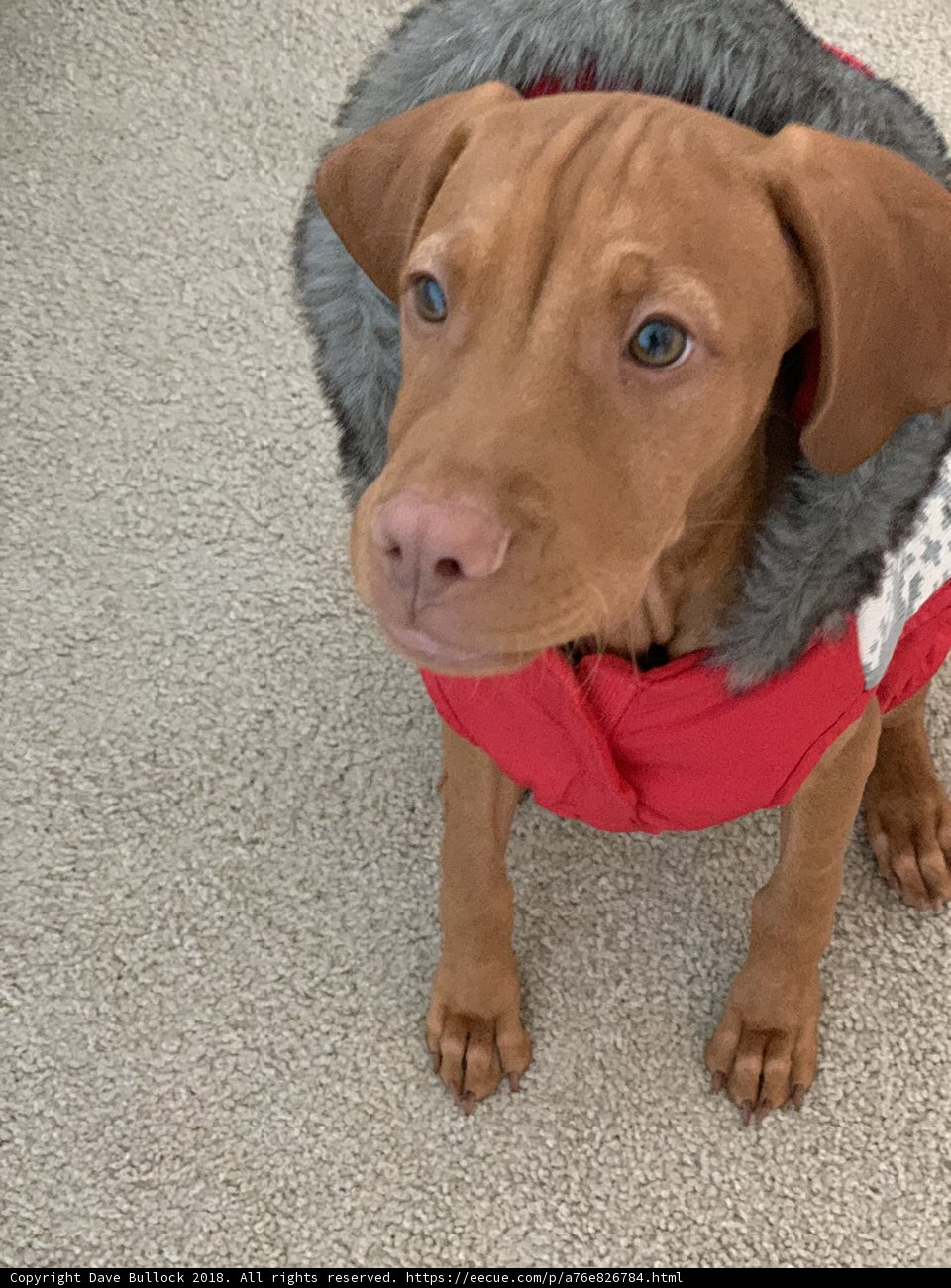 Cozy Canine
