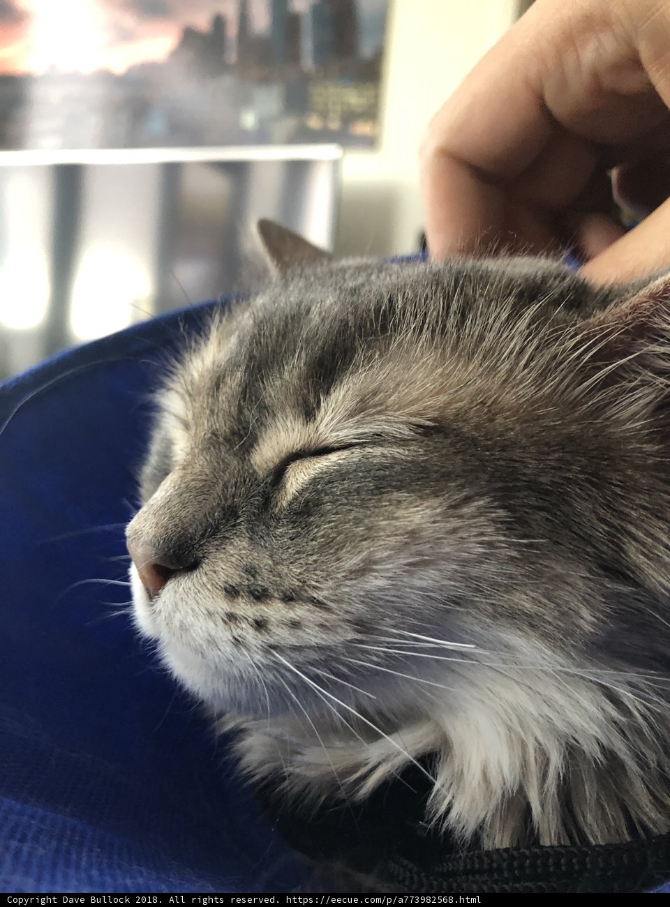 Cat Napping in Blue Bag