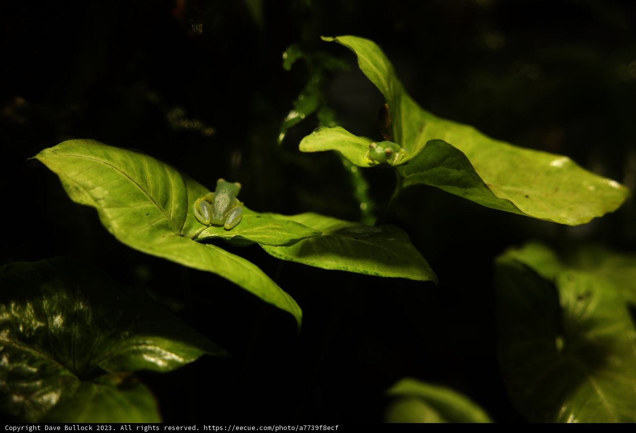 Radiant White Bloom at California Academy of Sciences