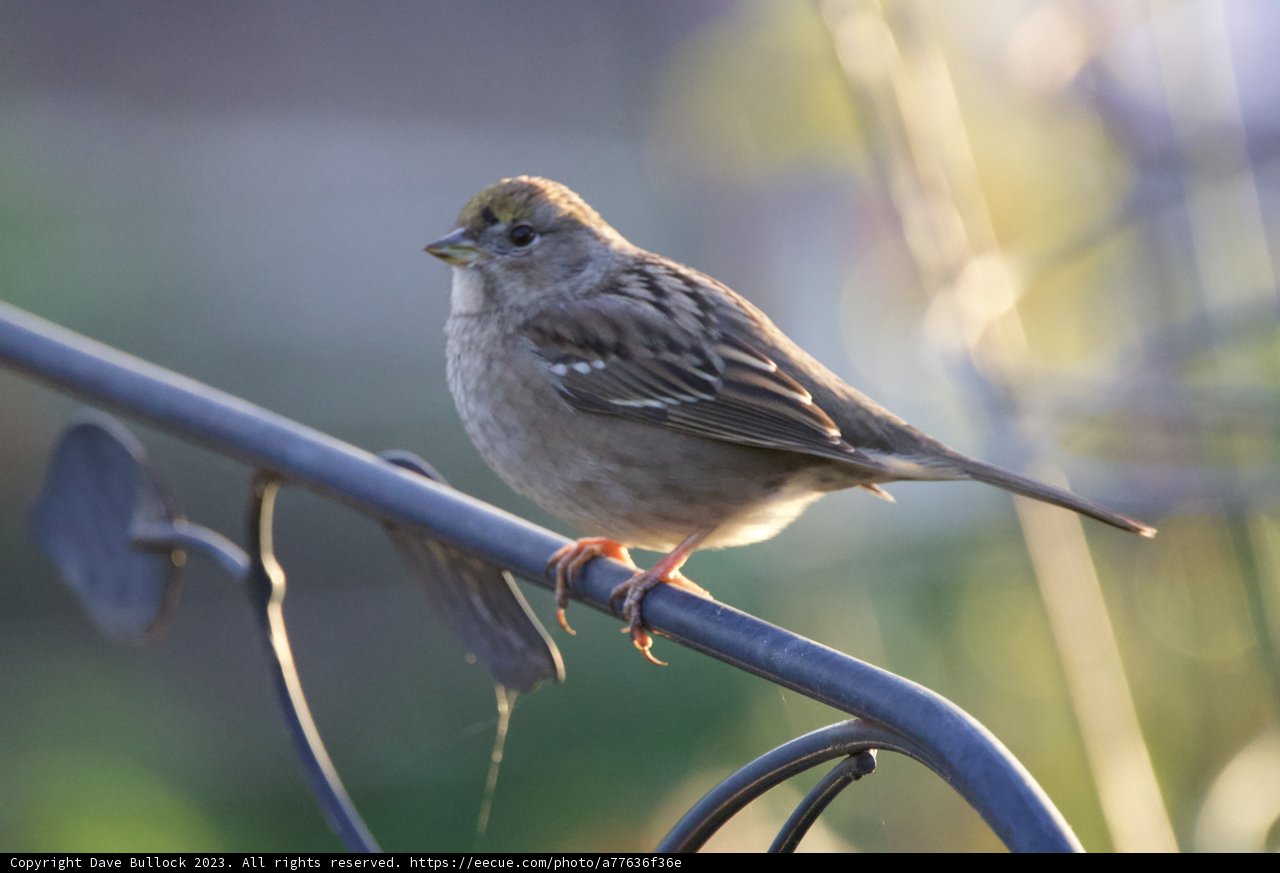 Sparrow's Rest at Fort Mason