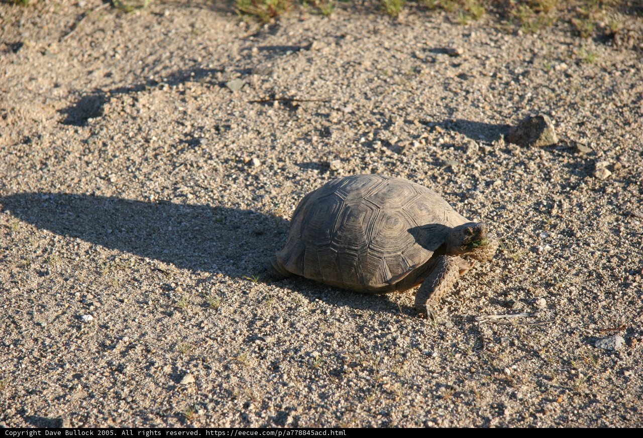 Slow and Steady
