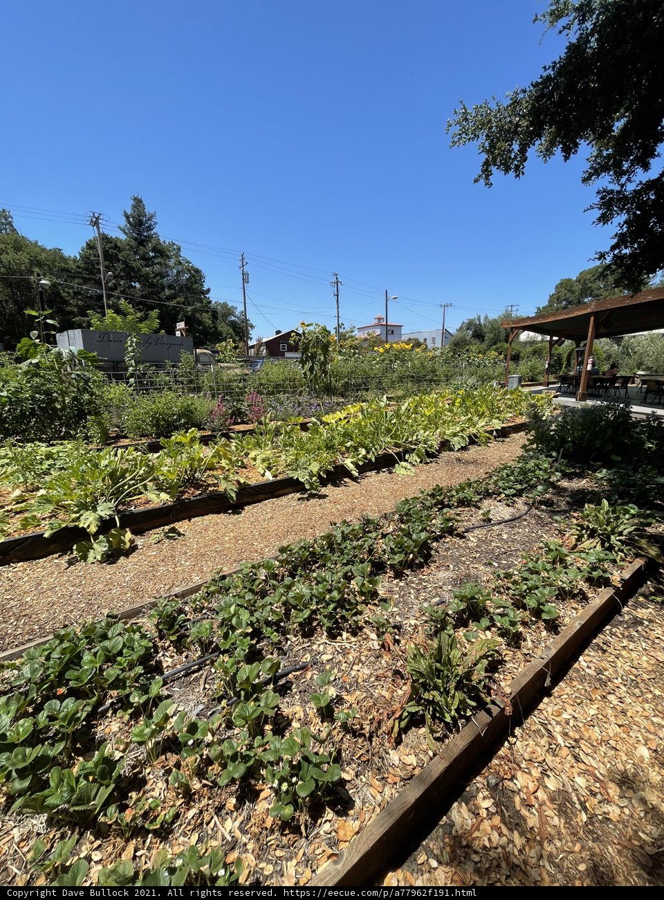 Abundant Garden Delights